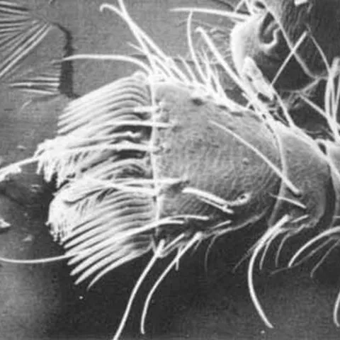 thumbnail for publication: Bee Louse, Bee Fly, Braulid, Braula coeca Nitzsch (Insecta: Diptera: Braulidae)